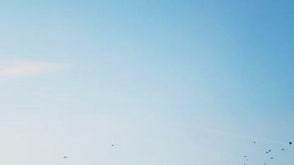 Premium Concentrated Bird's Nest